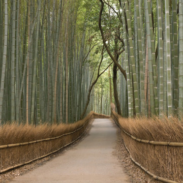 бамбуковый лес
