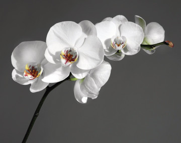 фотообои белая орхидея заказать
